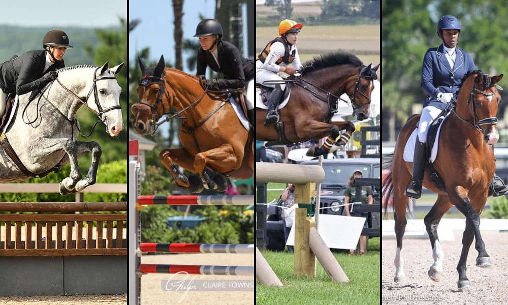 Competição de esportes equestres